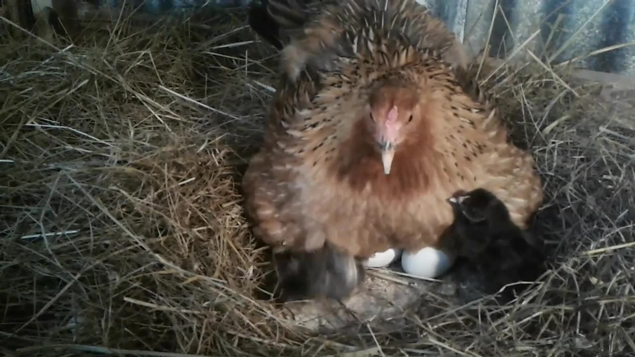 Broody Hen and Chicks