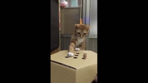 Gif video of cat playing with its owner