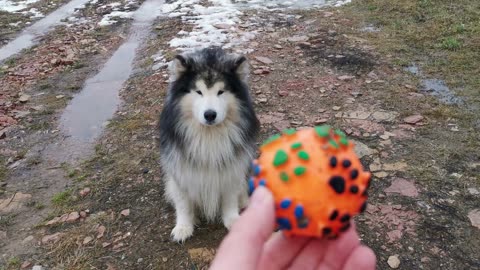 funny dog and cat