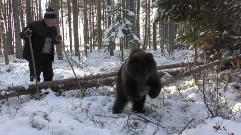 Aina karhun ensilumi. Aina-bear´s first snow.