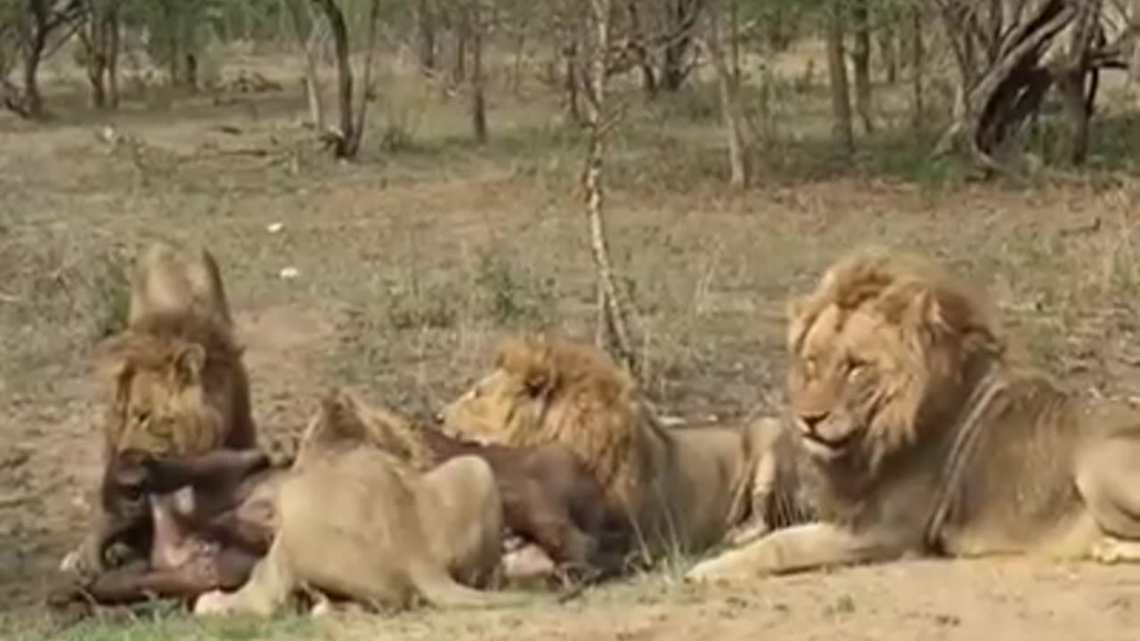 Male_Lion_hunting_forest_buffalo