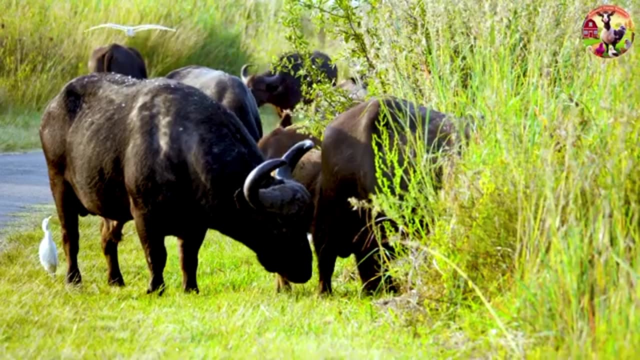 A Compilation of Amazing Animal Sounds And Videos Ponda Comel Boar Chicken Hippopotamus