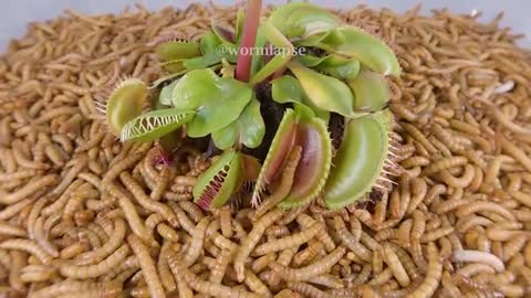 10 000 Mealworms vs VENUS FLYTRAP