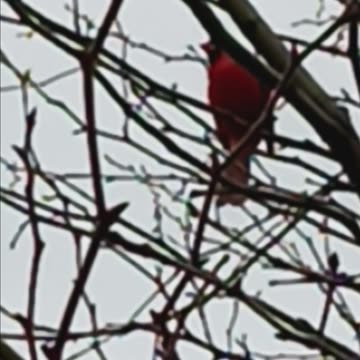 Northern Cardinal