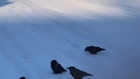 Birds eating anything