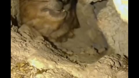Funny cute animals.