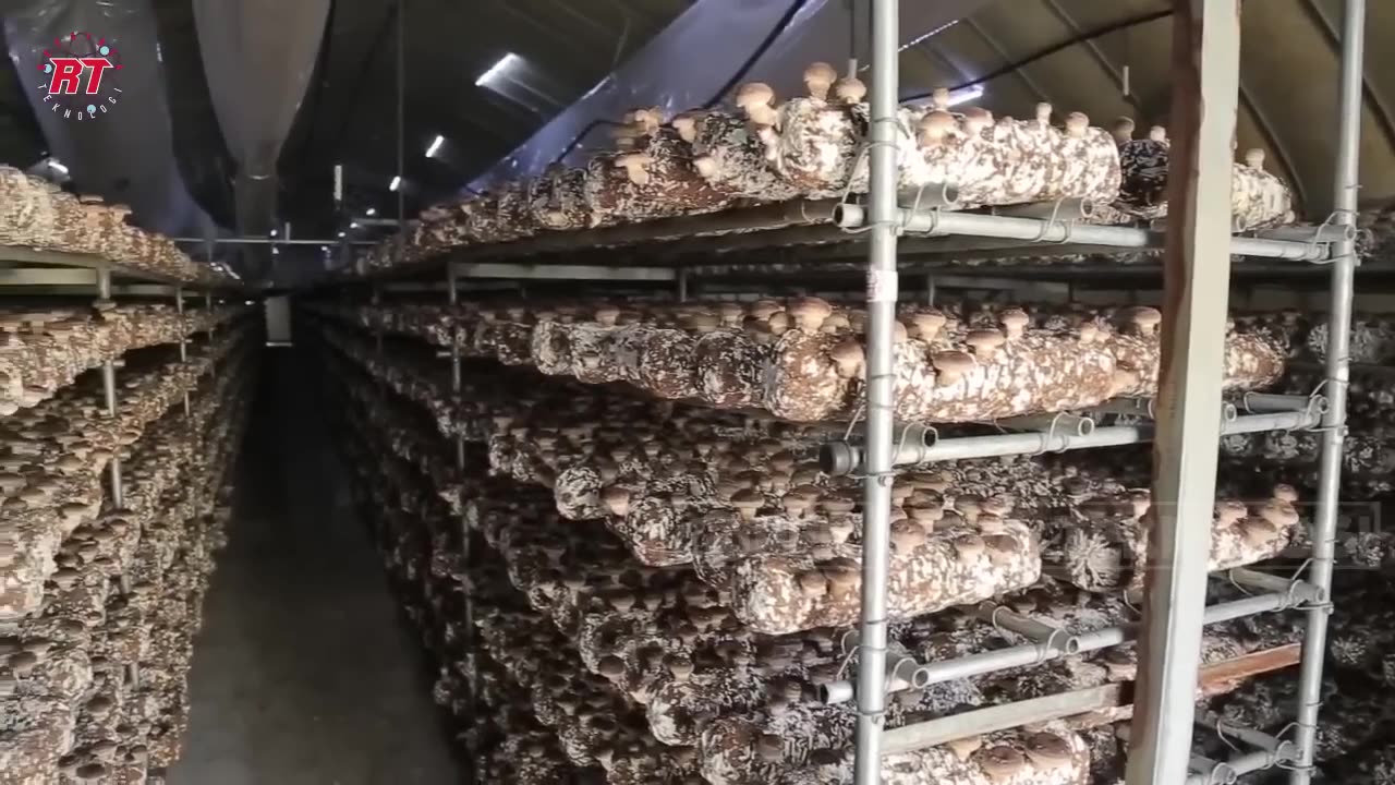 THIS IS WHAT THE JAPAN CULTIVATES SHIITAKE MUSHROOMS IN A TRADITIONAL WAY