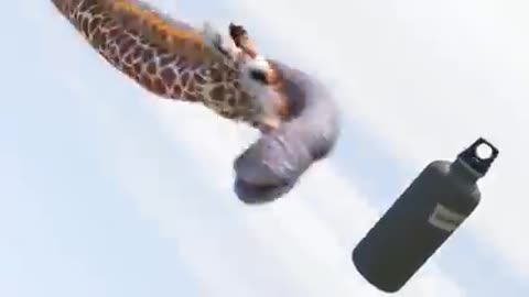 Elephant .vs. Giraffe water . fight