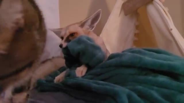 Fawzi fox makes biscuits on blankie