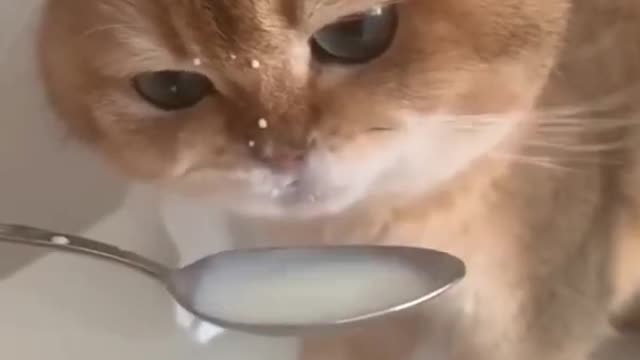 Cute cat drinks milk from a spoon