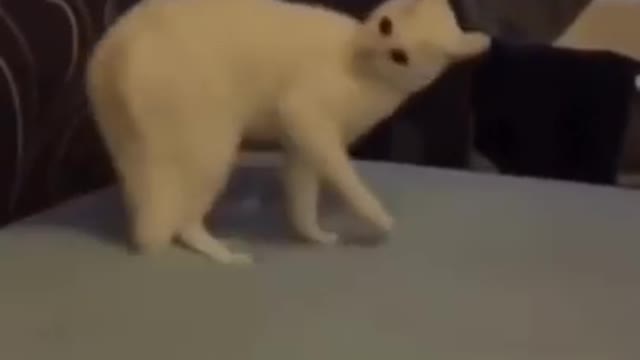 Ultimate baby dog funny Dog video 😂 Must watch atleast once
