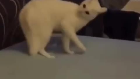 Ultimate baby dog funny Dog video 😂 Must watch atleast once
