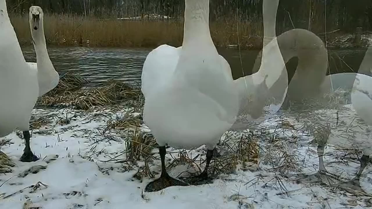 Swans walk around the water