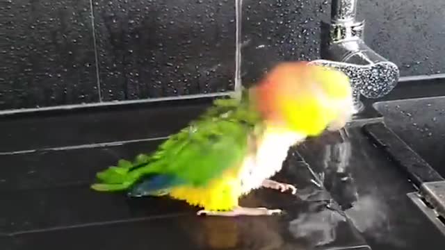 Smart And Funny Parrots Parrot Talking Videos Compilation 2 Super Dogsp4