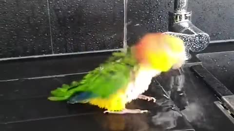 Smart And Funny Parrots Parrot Talking Videos Compilation 2 Super Dogsp4