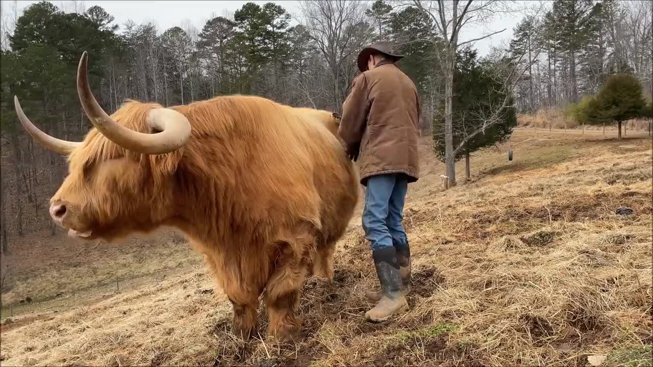 Do Highland cows make good pets