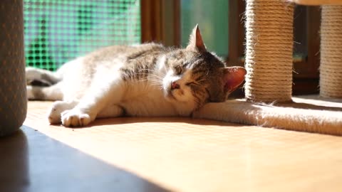 Cute Cat act like sleeping