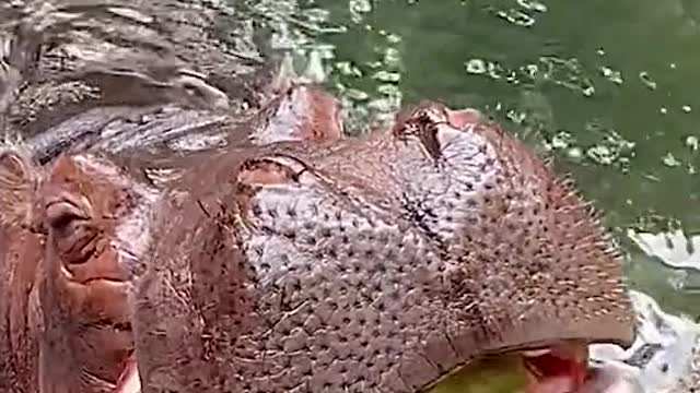 Hippo eats watermelon