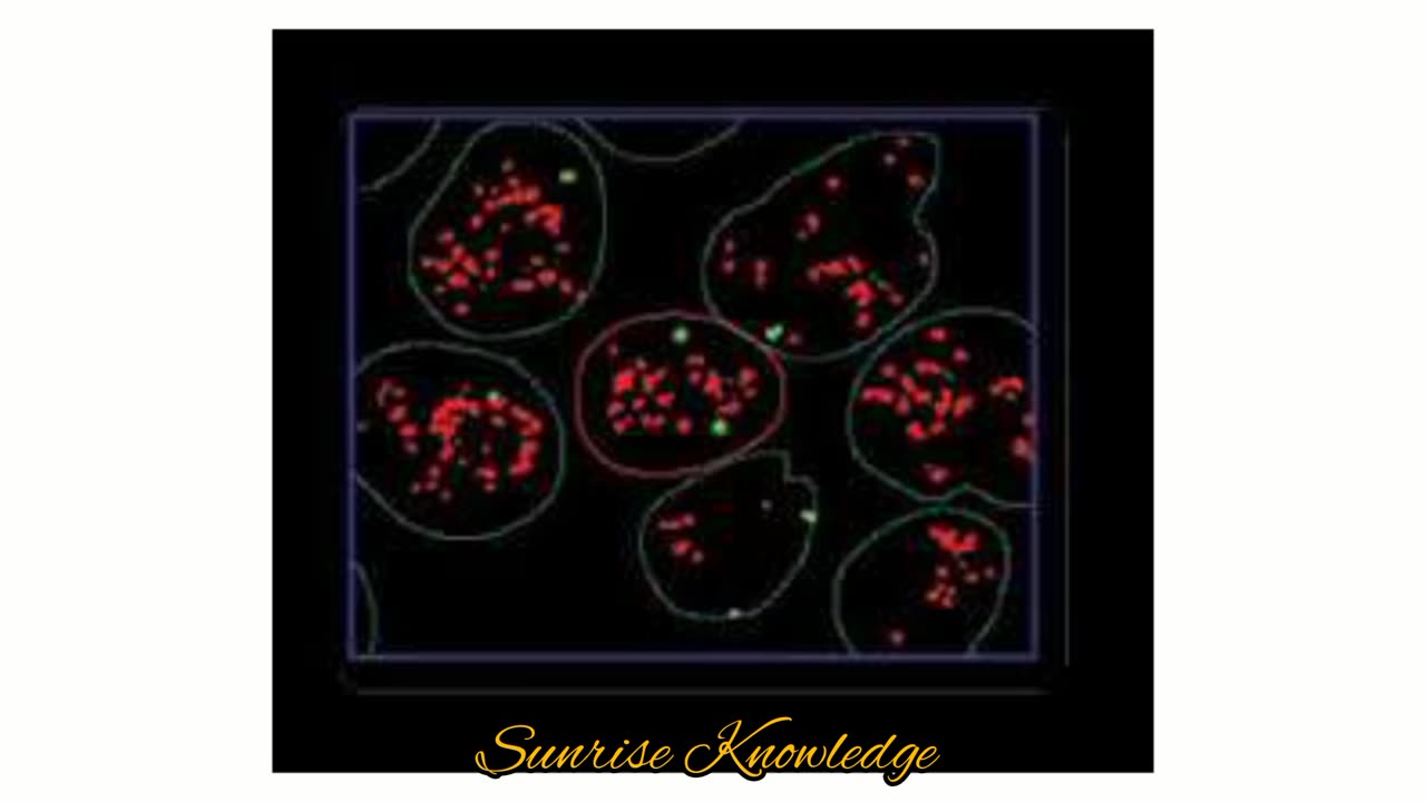 Chromosome morphology and variations in number