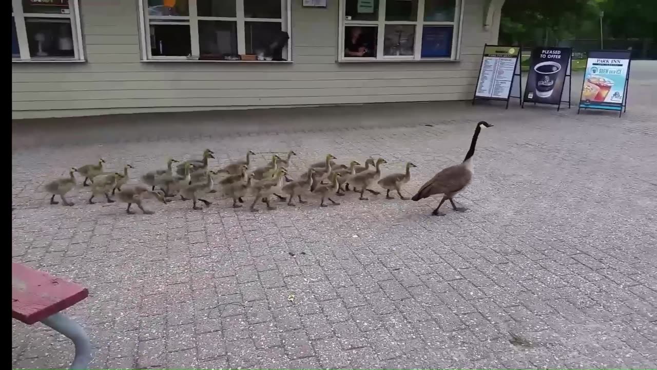 BIG TROUBLE IN LITTLE OTTAWA