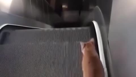 Best Funny Animal Videos 2023
