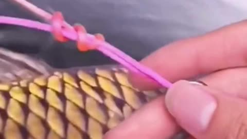 JS Fishing Lover // B20 // #fishing #Fishingknot #knot #fishinglover #jsfishinglover #video