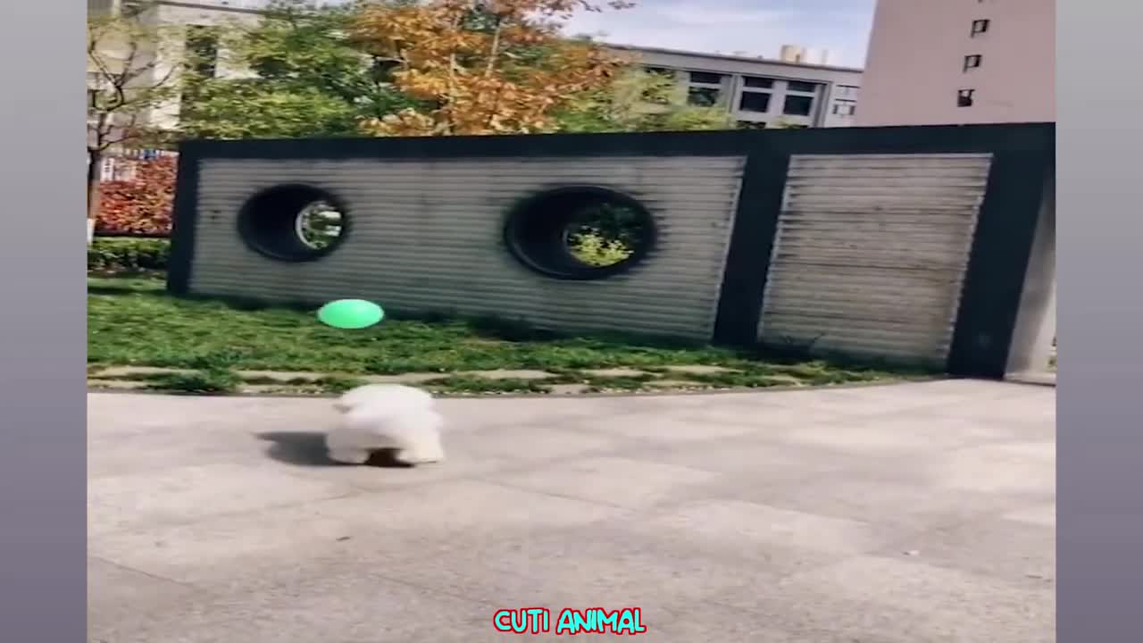 Funny Dog And Cat 😻🐩🐈 Funniest Animals
