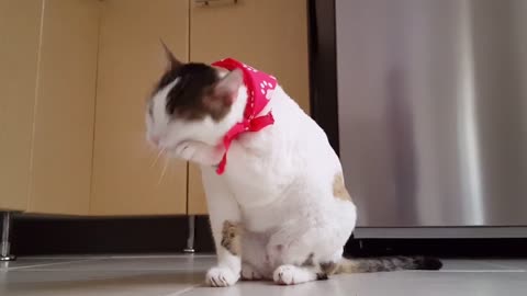 My cat cleans herself up