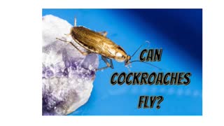 Can Cockroaches Fly? 😃Learn the answer in this 1 minute Summary!- 😃 #shorts