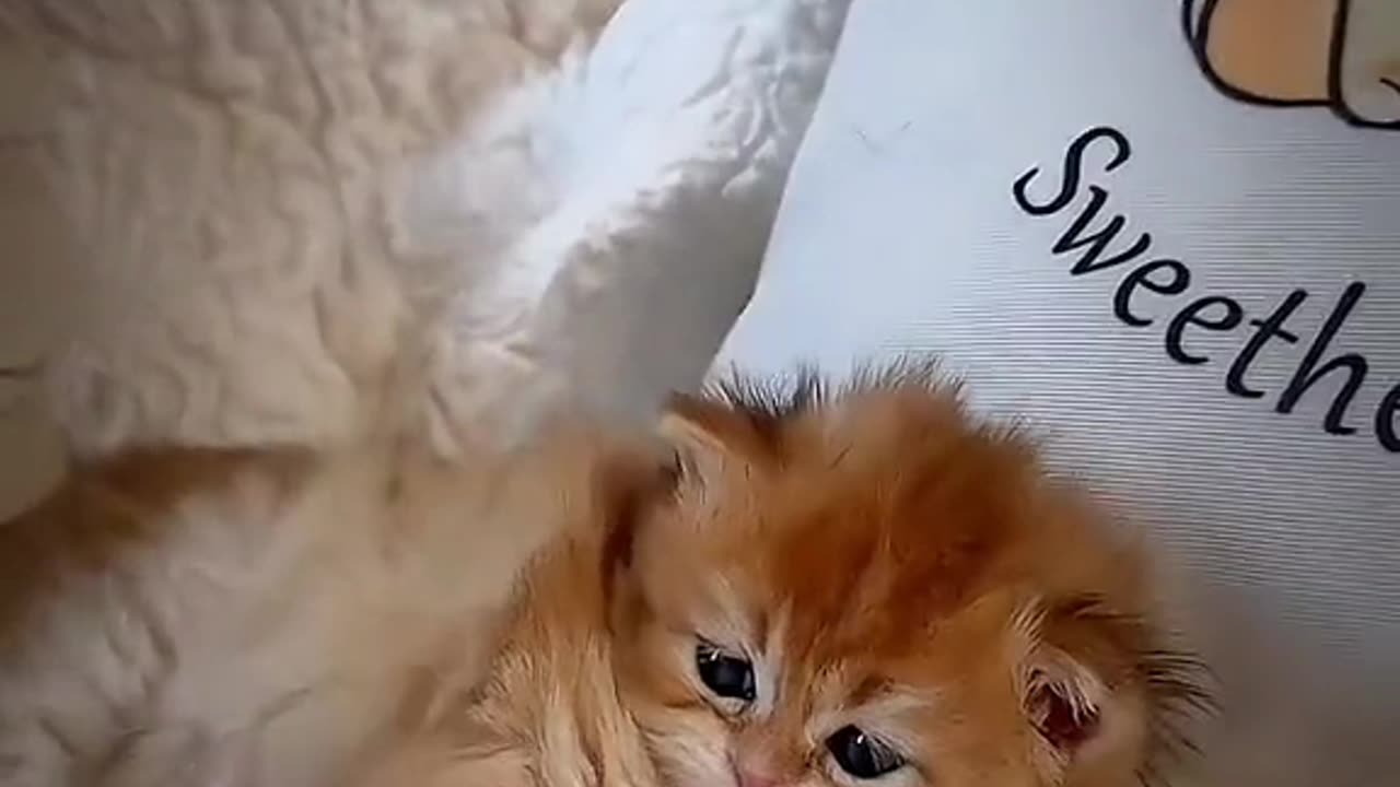 Cat video .