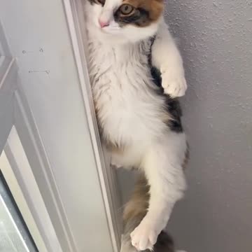 Cats do typical cat things 😂