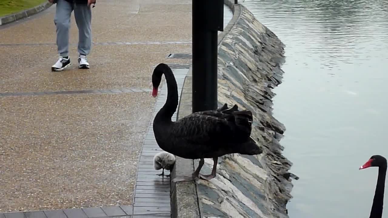 Baby Black Swan