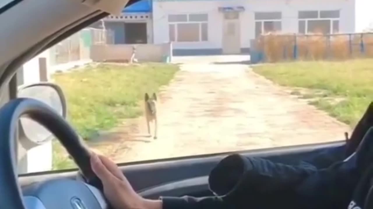 Amezing Funny 🤣 video dog with monkey