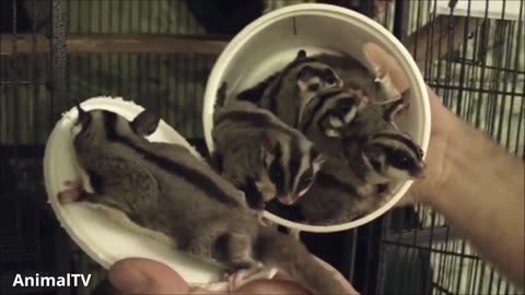 Sugar Gliders Funny and Cute Compilation