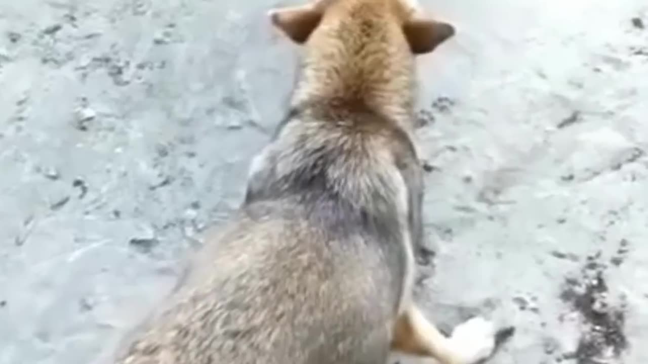 Funny Dogs vs Chicken