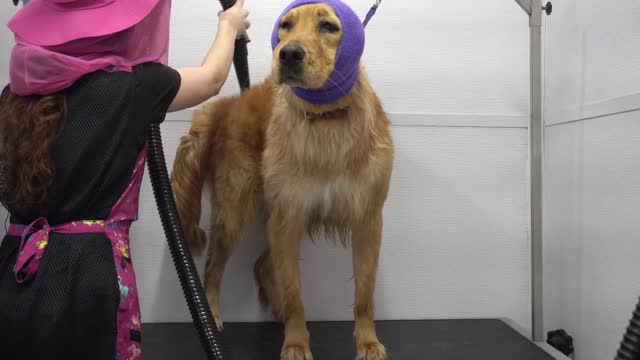 The happiest dog in the world smiles her entire groom