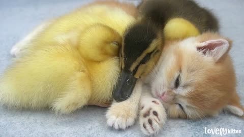 lovely little ducks sleep together