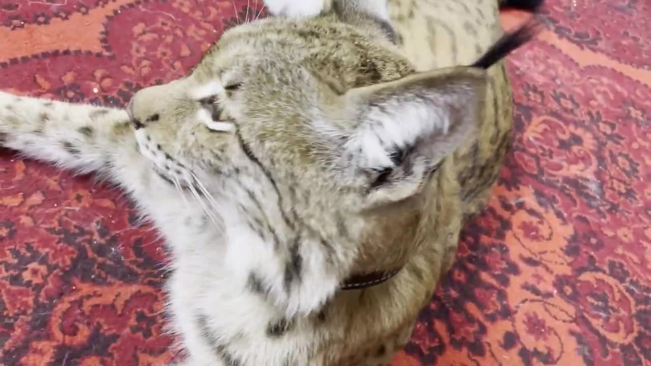 We play with wild lynx. LYNX BEATS ME WITH THE HEAD