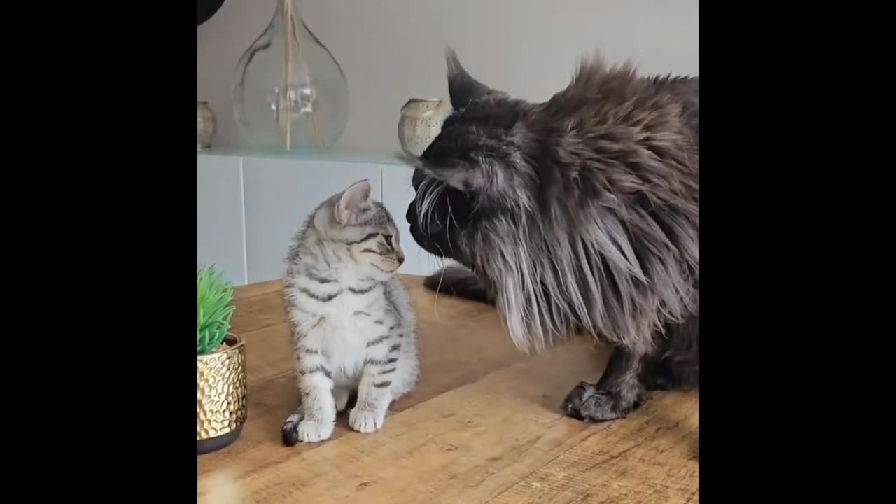 Giant maine coon meets little kitten