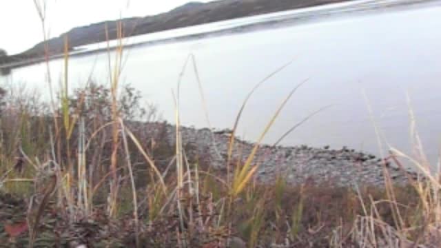 Cusacks Alaska Lodge Brown Bear Hunting