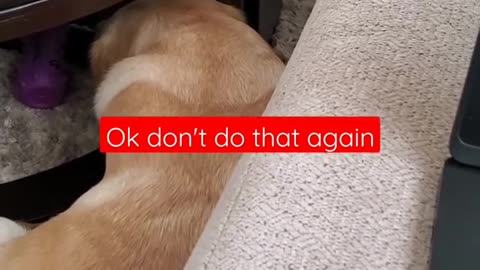 Dog Hates it When Disturbed During Sleeping 😴 | Funny Dog Video