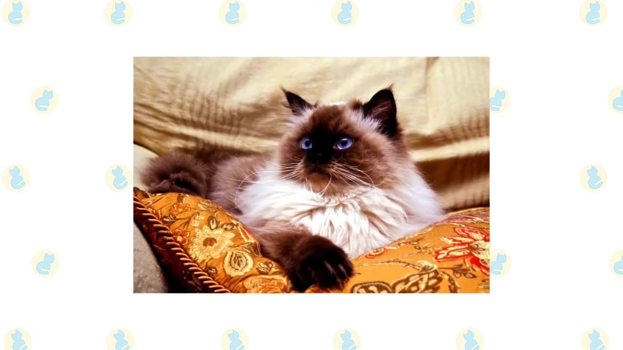 Persian cats Vs Himalayan Cat