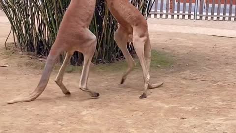 Kangaroos also fight