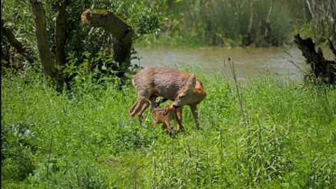 Deer Fawn Chevrette