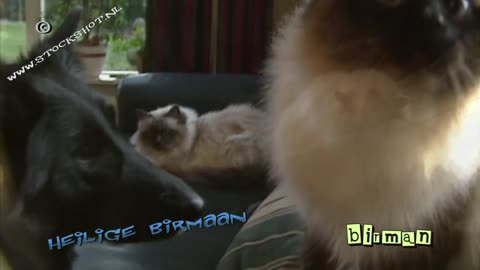 Birman Cat & kittens