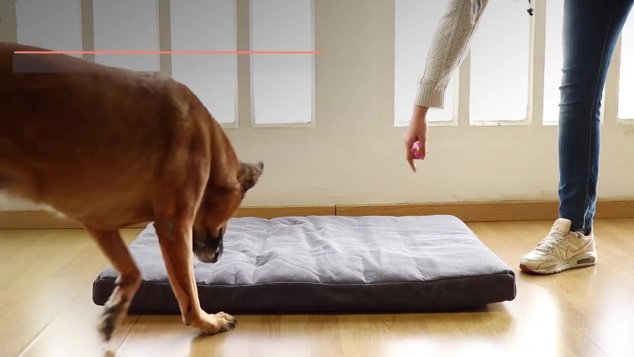 How to train a dog to go to bed.