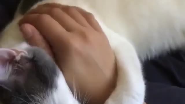 A cat may look at a king