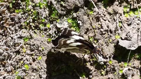 Weidemeyer's Admiral Butterfly Flower Insect Nature