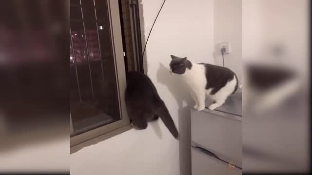 Funny cats