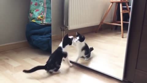 Funny Cat And mirror Video|Funny video|What's App Videos|30 Seconds Status Video|